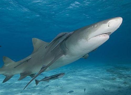 柠檬鲨吃瓜,揭秘海洋巨兽的独特饮食习惯