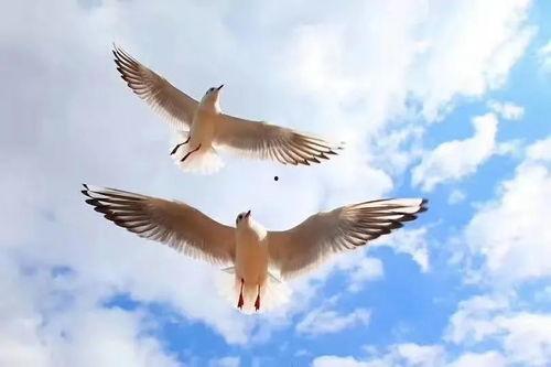 自由飞翔吃瓜,畅享吃瓜乐趣