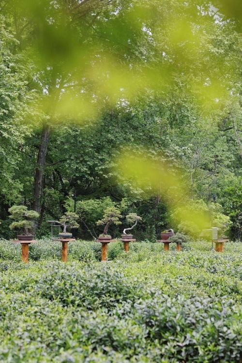 吃瓜亭藤萝,探寻夏日消暑的绿色秘境