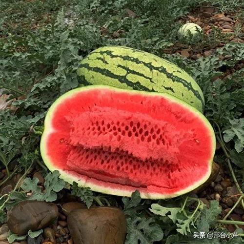 吃瓜大瓜微信头像图片,揭秘吃瓜大瓜的神秘头像之谜