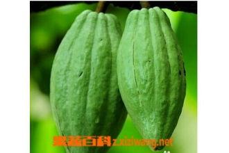 佛手瓜吃大全,营养美味，健康生活必备