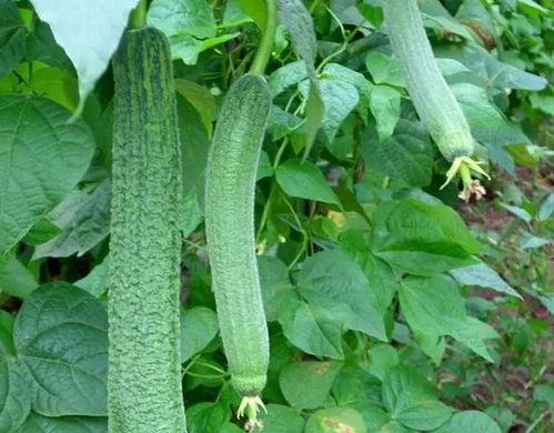 小胶瓜怎么吃,探索美味新境界