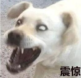 吃瓜表情包狗狗,萌态可掬，笑翻网友