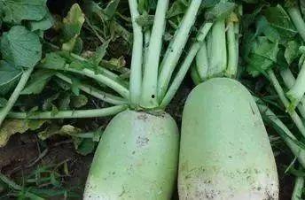 梦见吃萝卜小瓜,萝卜小瓜的神秘启示