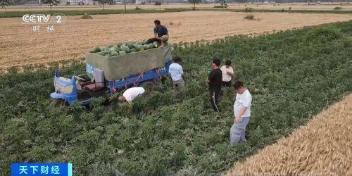 吃瓜网潍坊村干部,揭秘基层权力与民生关怀的冲突