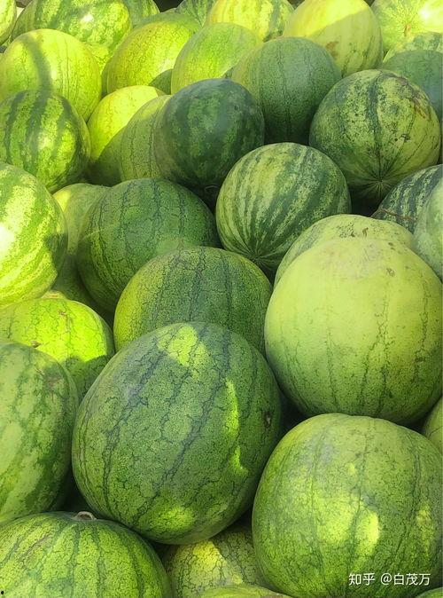 吃籽瓜说说,探寻夏日消暑佳品