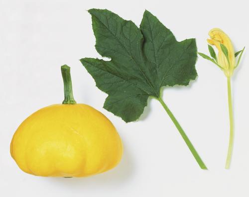 吃树叶的瓜,揭秘吃树叶的瓜的神奇之处