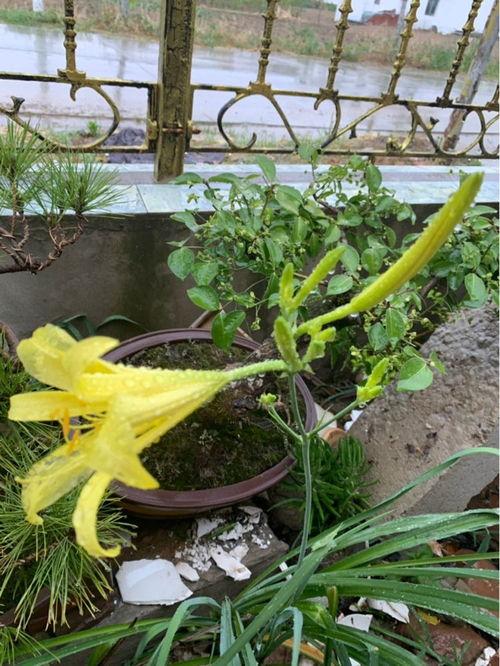 种花王大爷吃瓜,种花王大爷的瓜田奇遇记