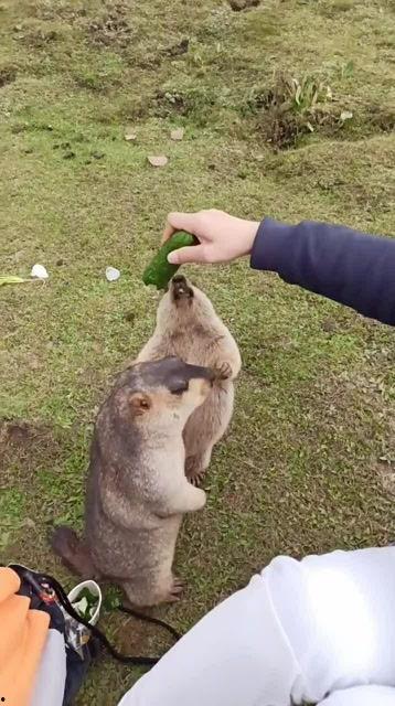 土拨鼠吃小瓜图片高清,高清捕捉小瓜美味瞬间