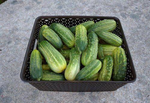 新瓜天天吃瓜,揭秘娱乐圈新鲜事