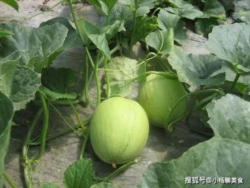 新瓜天天吃瓜,揭秘娱乐圈新鲜事