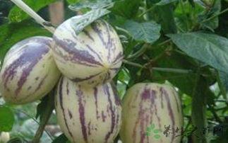 甲亢可以吃茄瓜吗