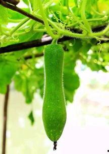 吃瓜的影响,揭秘网络舆论的蝴蝶效应