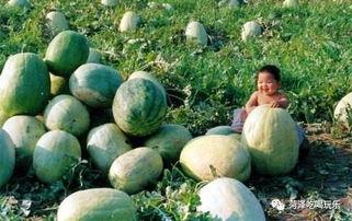 山东两干部吃瓜,山东两干部因吃瓜引发热议