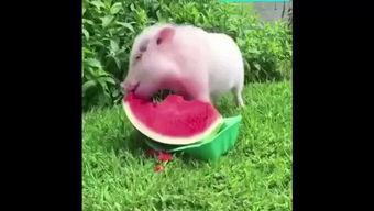 猪特效吃瓜,揭秘猪界“网红”的神奇魅力