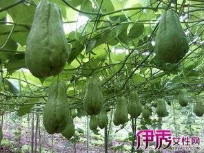 吃佛手瓜禁忌什么