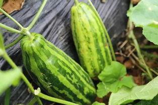 吃瓜图案什么意思,揭秘吃瓜图案背后的趣味与寓意