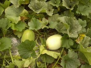 鹿月俱乐部吃瓜