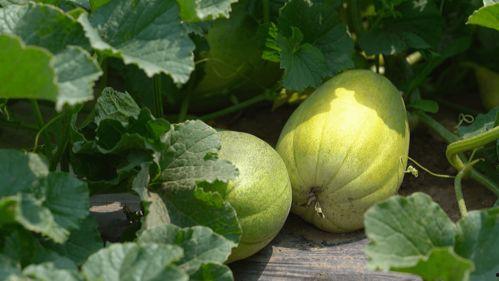 去99吃瓜,揭秘网络流行语的背后故事