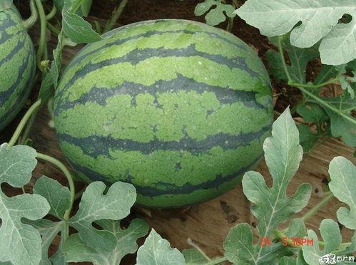 做吃瓜群众说说,吃瓜群众视角下的明星幕后故事