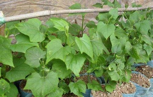 盆栽佛手瓜怎么吃,盆栽佛手瓜的多样食法探索