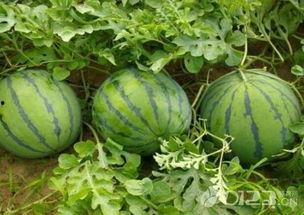 吃瓜免费吃瓜,尽享夏日狂欢！