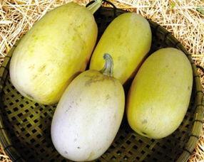 鱼翅瓜是观赏瓜吗怎么吃,既是观赏佳品，又是美味佳肴的独特食用体验