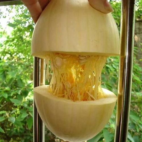 鱼翅瓜是观赏瓜吗怎么吃,既是观赏佳品，又是美味佳肴的独特食用体验