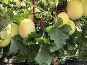 界首锦华吃瓜,吃瓜群众的欢乐盛宴