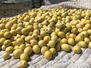 界首锦华吃瓜,吃瓜群众的欢乐盛宴