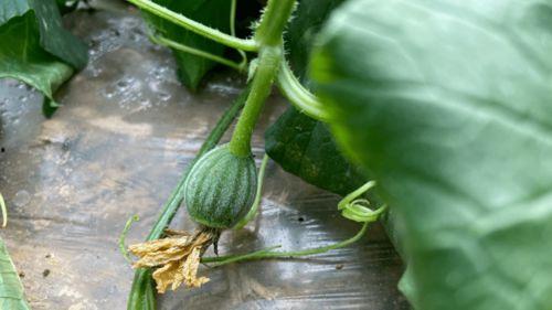 婷儿 吃瓜,揭秘娱乐圈那些不为人知的幕后故事