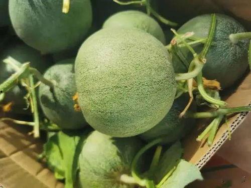 吃瓜团陂,一场网络狂欢背后的故事