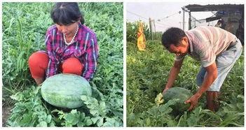 梦见儿子买瓜吃瓜,儿子买瓜吃瓜的温馨启示