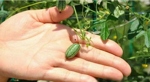 吃瓜待摘,揭秘吃瓜待摘的甜蜜等待