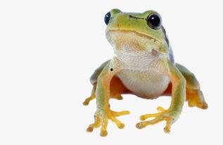 蛙蛙吃瓜视频素材,欢乐无限，带你领略萌宠趣味时光