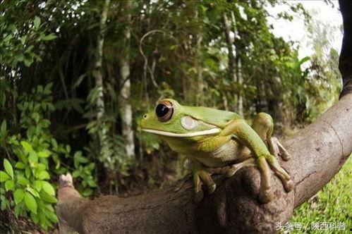 蛙蛙吃瓜视频素材,欢乐无限，带你领略萌宠趣味时光