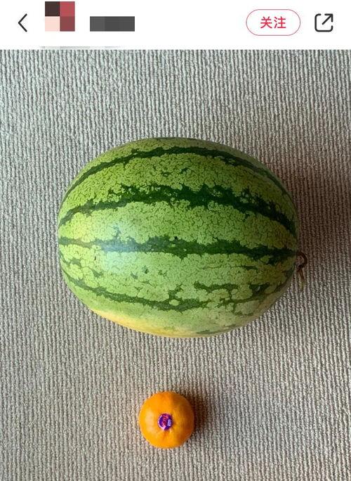 世界各种吃瓜事件,盘点那些令人捧腹的吃瓜事件