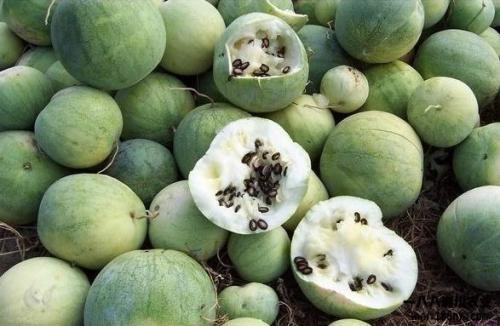 世界各种吃瓜事件,盘点那些令人捧腹的吃瓜事件