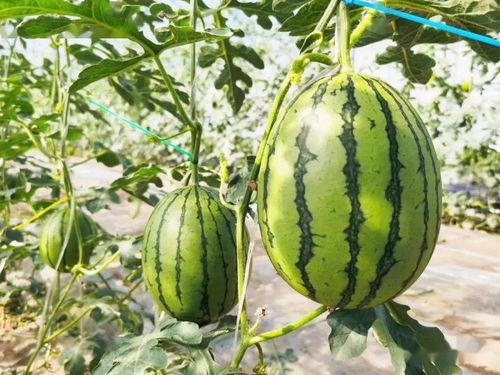 蓝吃最甜的瓜,探寻蓝吃瓜果的甜蜜奥秘