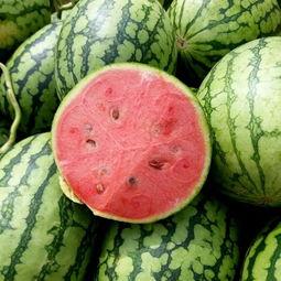 圆形吃瓜,揭秘瓜果界的独特魅力