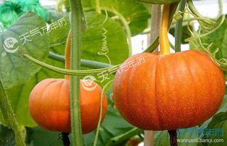 圆形吃瓜,揭秘瓜果界的独特魅力