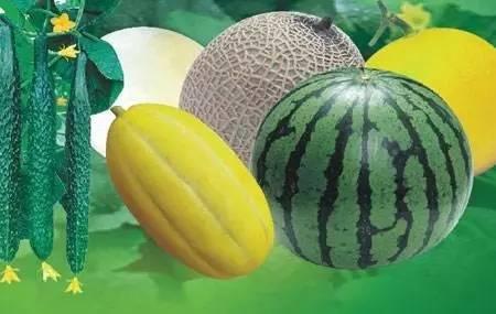 何秋吃瓜,揭秘娱乐圈幕后故事