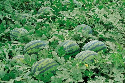 51潮汕吃瓜群,揭秘潮汕美食背后的故事与趣闻