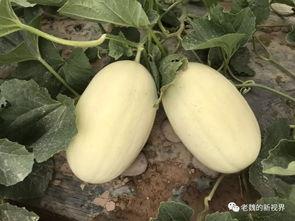 老魏吃瓜,揭秘娱乐圈幕后故事