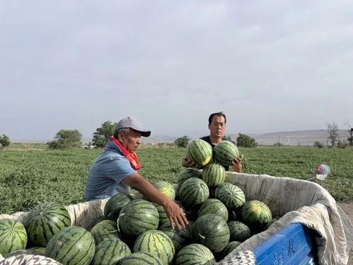 西昌吃瓜入口,一口吃出夏日清凉