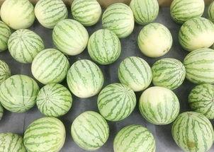 吃瓜的真实视频,真实视频带你直击瓜界风云