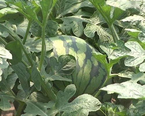 巴黎沙头吃瓜,品味异国瓜果风情