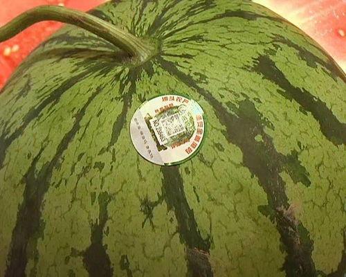 巴黎沙头吃瓜,品味异国瓜果风情