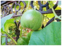 今年流行吃瓜,2023年度热门“吃瓜”事件大盘点