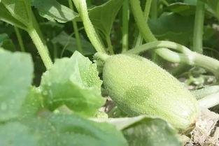 新疆瓜怎么吃,多样吃法尽享夏日清凉